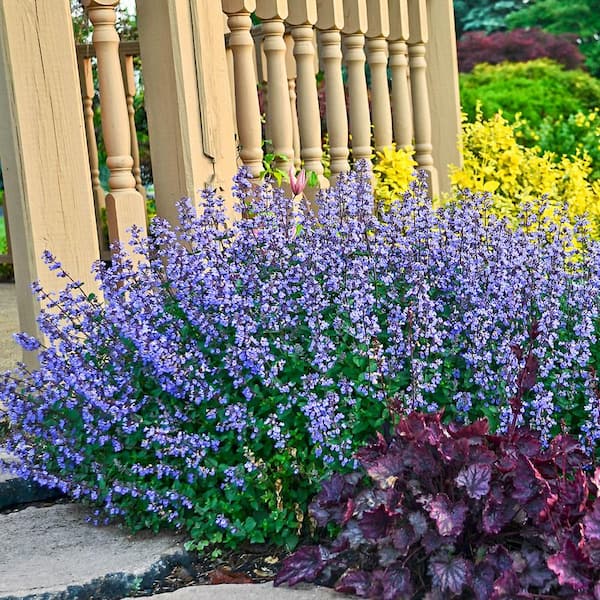 Spring Hill Nurseries 4 in. in  Blue Pot, PurrsianCatmint Nepeta, Flowering Potted Perennial Plant (1-Pack)
