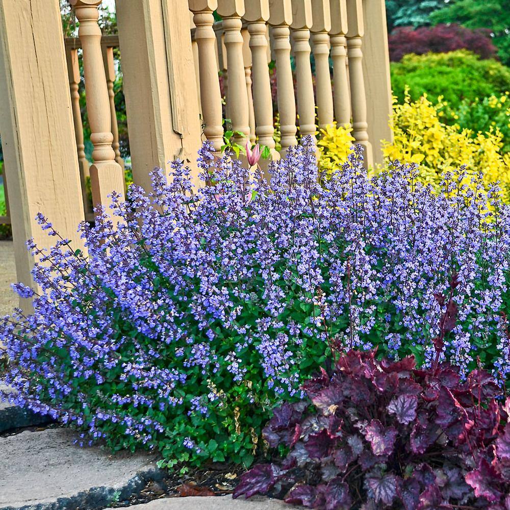 1 Gal. Pot, Purrsian Blue Catmint Nepeta Potted Flowering Perennial Plant (1-Pack) price history on PriceWatchPro