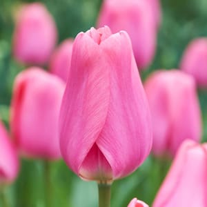 12/ Plus  cm, Darwin Hybrid Big Love Pink Tulip Bulbs (Bag of 30)