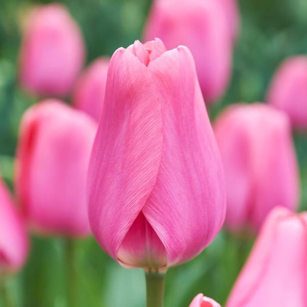 Miracle-Gro 12/ Plus  cm, Darwin Hybrid Big Love Pink Tulip Bulbs (Bag of 30)