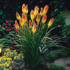 Kniphofia Red Hot Poker Roots (5-Set)