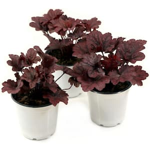 4 in. Heuchera Timeless Night Perennial Plant with Pink Flowers (3-Pack)