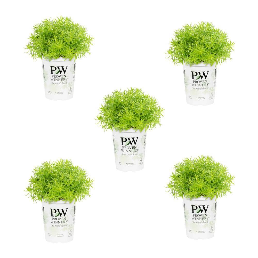 1.5 Pt. Proven Winners Sedum Lemon Coral Yellow Annual Plant (5-Pack)