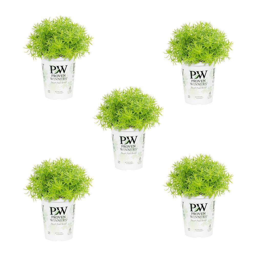 1.5 Pt. Proven Winners Sedum Lemon Coral Yellow Annual Plant (5-Pack) price history on PriceWatchPro