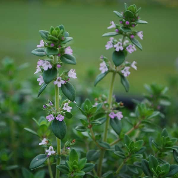 Bonnie Plants - 19 oz. German Thyme Herb Plant (2-Pack)