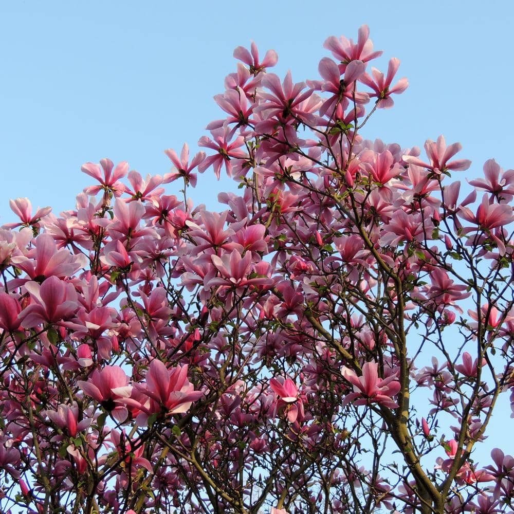 2-Gallon Potted Galaxy Magnolia Tree with Dark Red Flowers