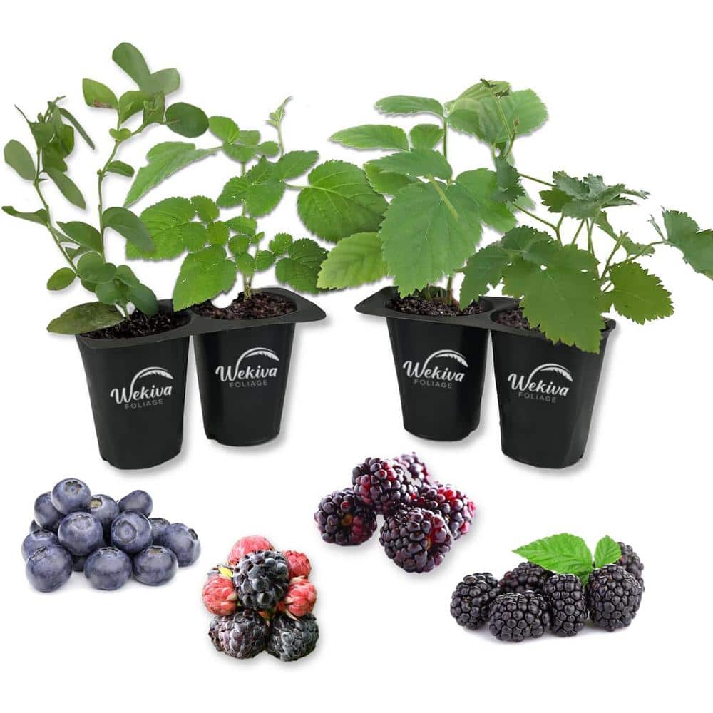 Assorted Berry Starter Plants in 4-Inch Containers