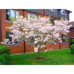 3 ft. Shogetsu Cherry Blossom Tree with Elegant Multi-Petal Flowers