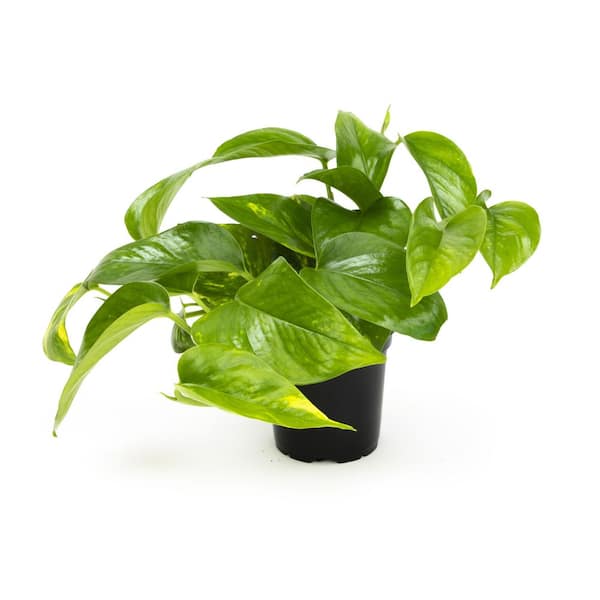 ALTMAN PLANTS 4.25 in. Pothos Golden Petite (Solo) 0872696 - The Home Depot