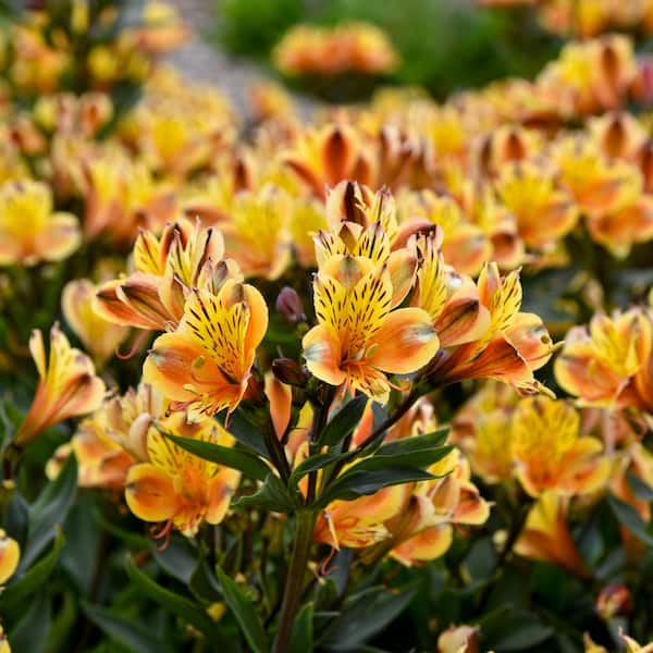 Proven Winners 0.65 Gal. Summer Breeze Peruvian Lily (Alstroemeria hybrid) Live Perennial Plant with Orange Flowers