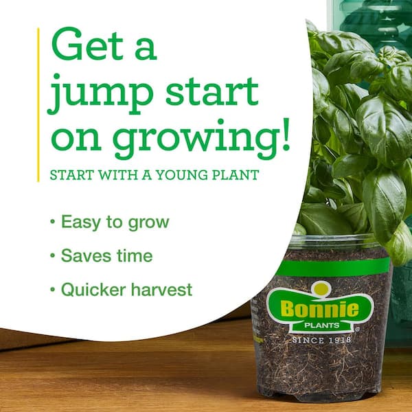 Bonnie Plants - 19 oz. Early Girl Tomato Plant (2-Pack)