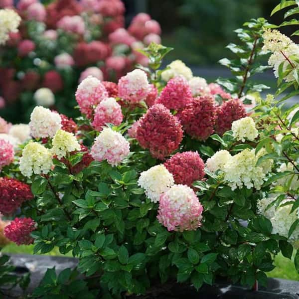 2 Gal. Little Lime Punch Panicle Hydrangea (Paniculata) Live Shrub with Green, White and Pink Flowers