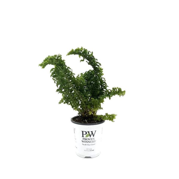 PROVEN WINNERS 3.5 in. leafjoy littles Twirly Whirly Boston Fern (Nephrolepis exaltata) Live Indoor Plant in Grower Pot