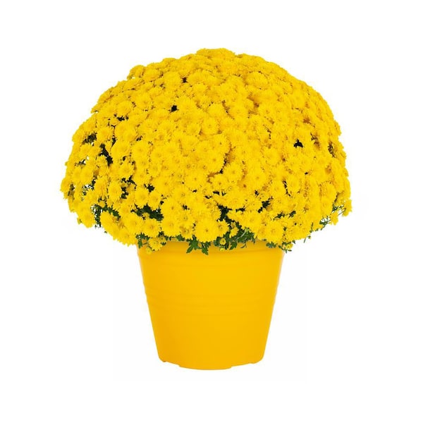 METROLINA GREENHOUSES 1 Gal. Yellow Mum Chrysanthemum Winchester Planter Perennial Plant (1-Pack)