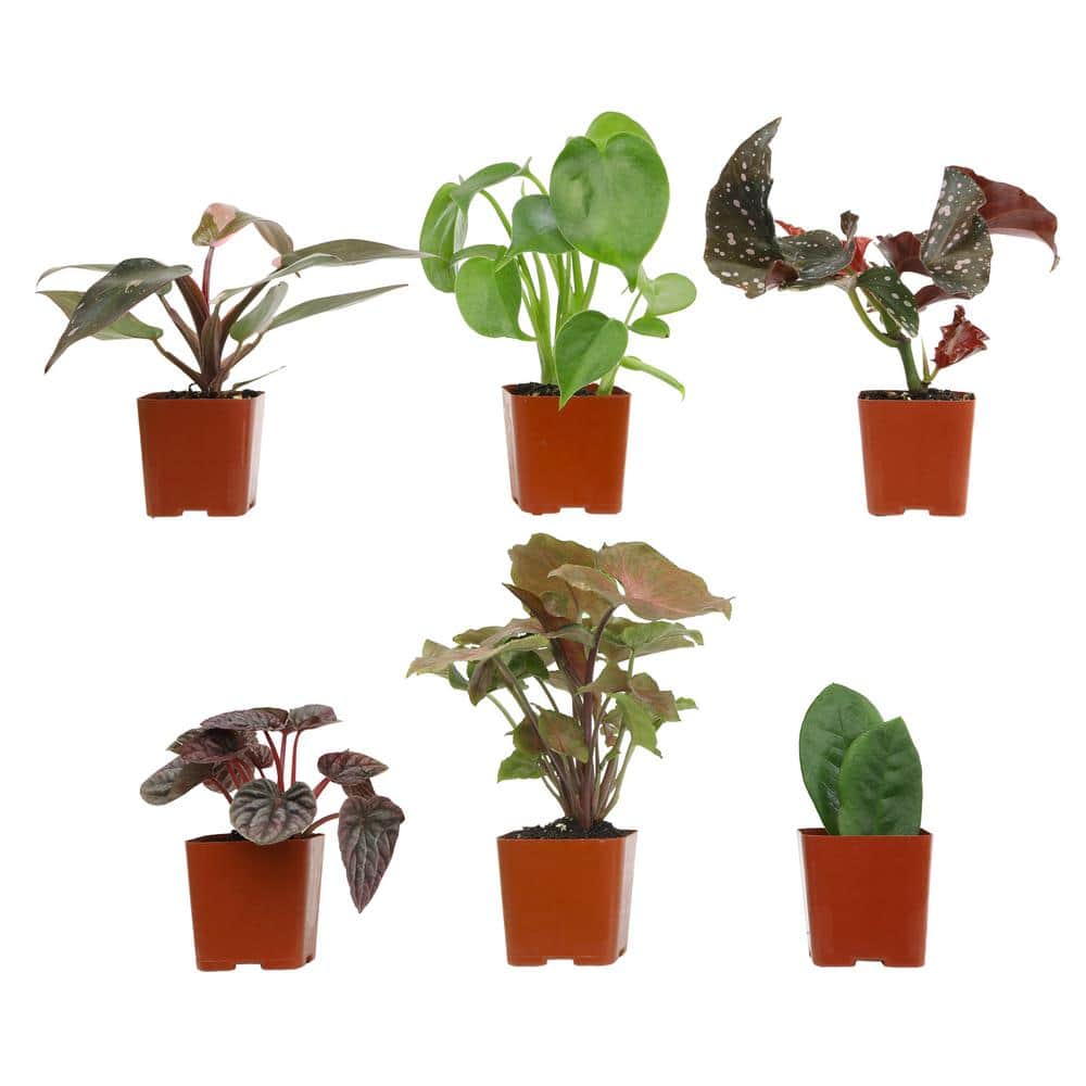 Premium Indoor Foliage Plants Variety Pack in Black Plastic Pots