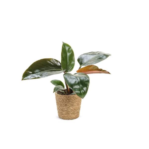 PROVEN WINNERS 7 in. PW Leafjoy Rojo Congo Philodendron Live Indoor Plant in Seagrass Pot
