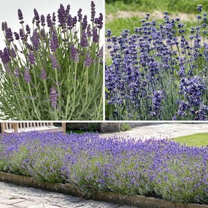 3.25 in. Lavandula Collection Perennial Plants with multi-color Flowers (3-Pack)