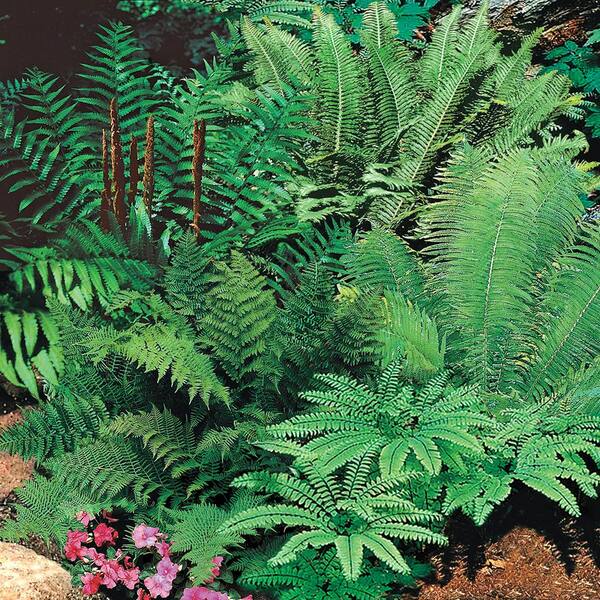 Spring Hill Nurseries Native Woodland Fern Mixture, Live Bareroot Perennial Plants (5-Pack)