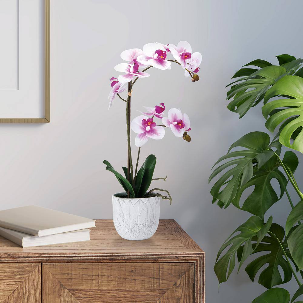 22-Inch White and Fuchsia Orchid in Embossed Plastic Pot