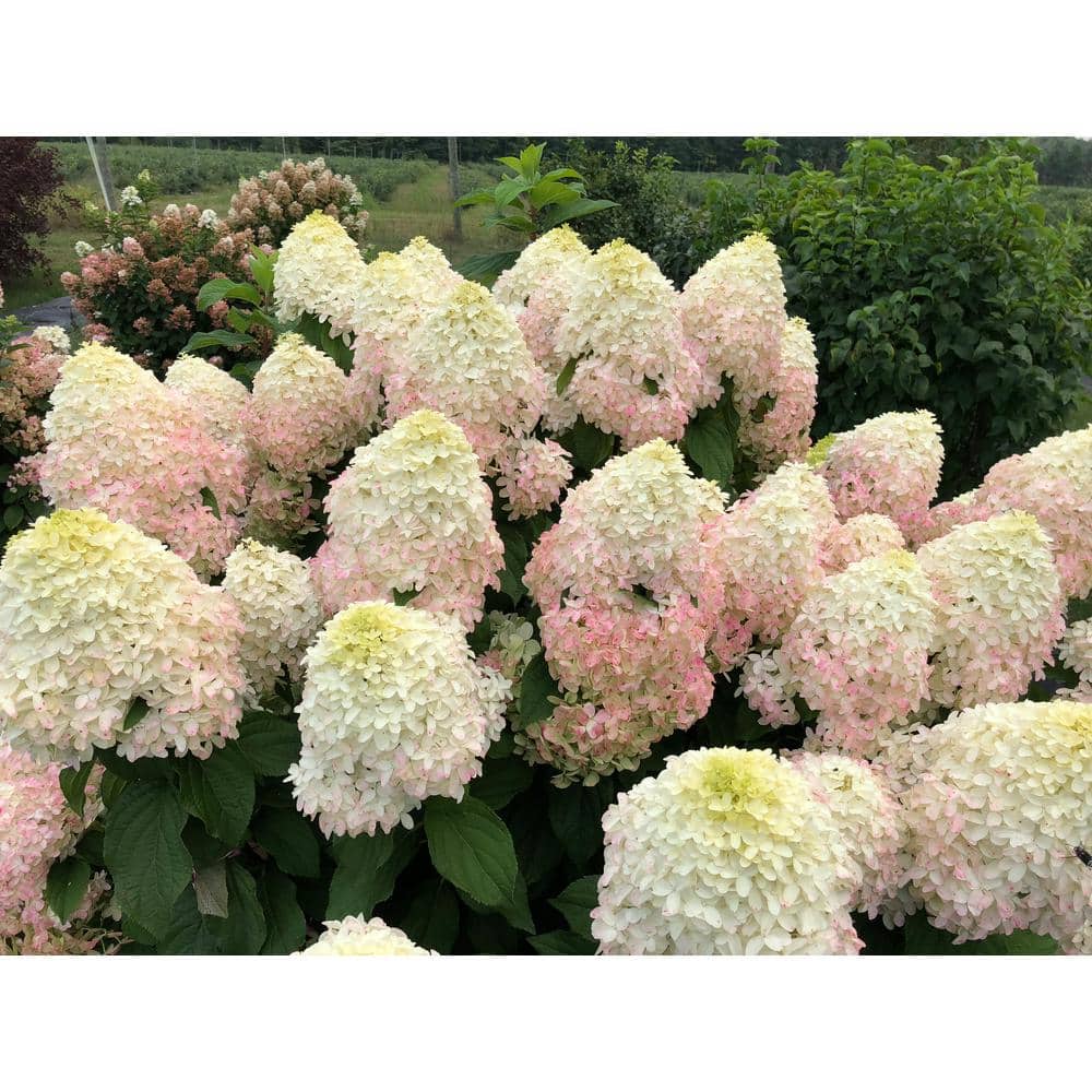 1 Gallon Multicolor Hydrangea with Large Blooms