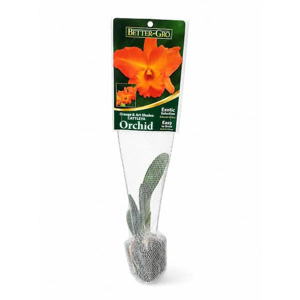 2.25 in. Orchid Cattleya Plant in Plastic Container
