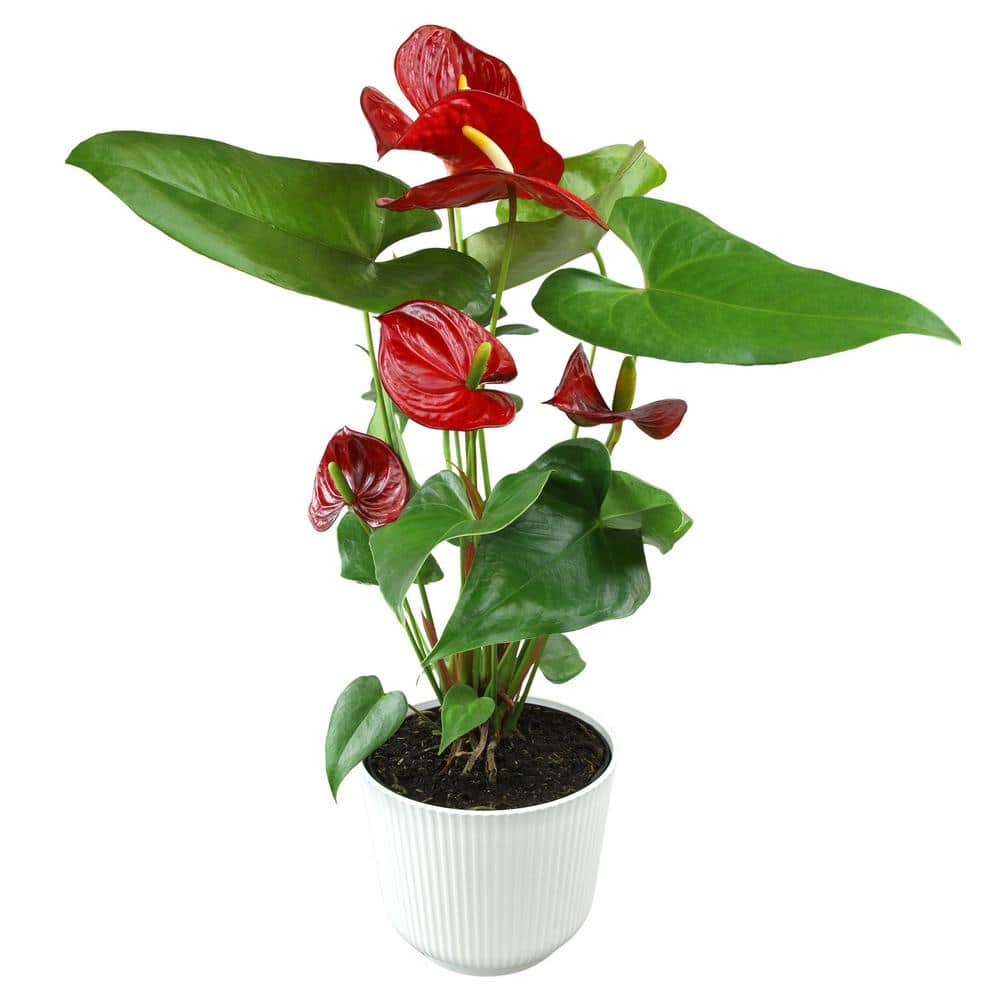 Large Red Anthurium Flamingo Flower in White Planter