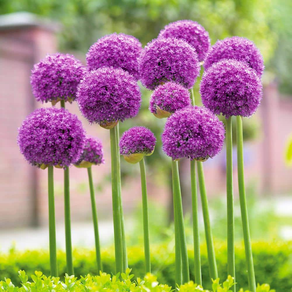 Purple store flower bulbs