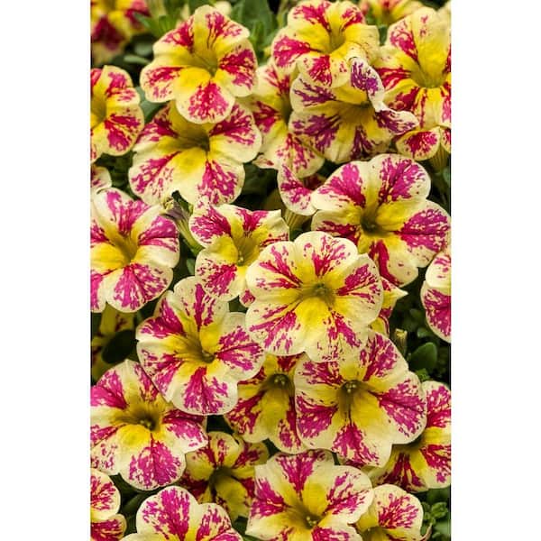 PROVEN WINNERS Superbells Holy Moly! (Calibrachoa) Live Plant, Mottled Yellow and Pink Flowers, 4.25 in. Grande