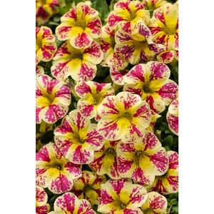 4.25 in. Grande Superbells Holy Moly! (Calibrachoa) Live Plant, Mottled Yellow and Pink Flowers (4-Pack)