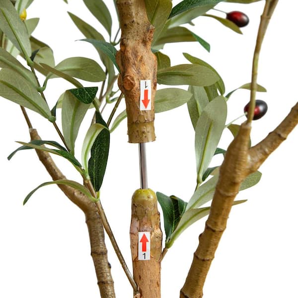 Century Olive Tree - Premium Supplier of Mediterranean Olive Trees