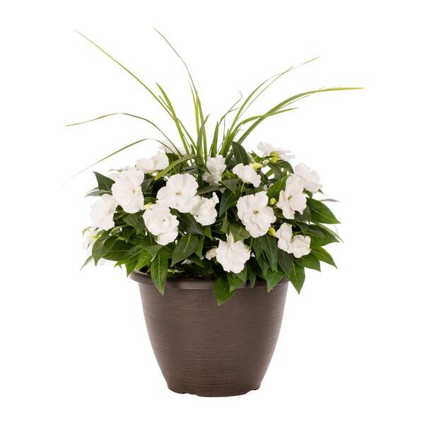 thumbnail image 2 of White Impatiens Seeds - Non-GMO Heirloom Annual Flower (50 Count Packet) 2 of 4