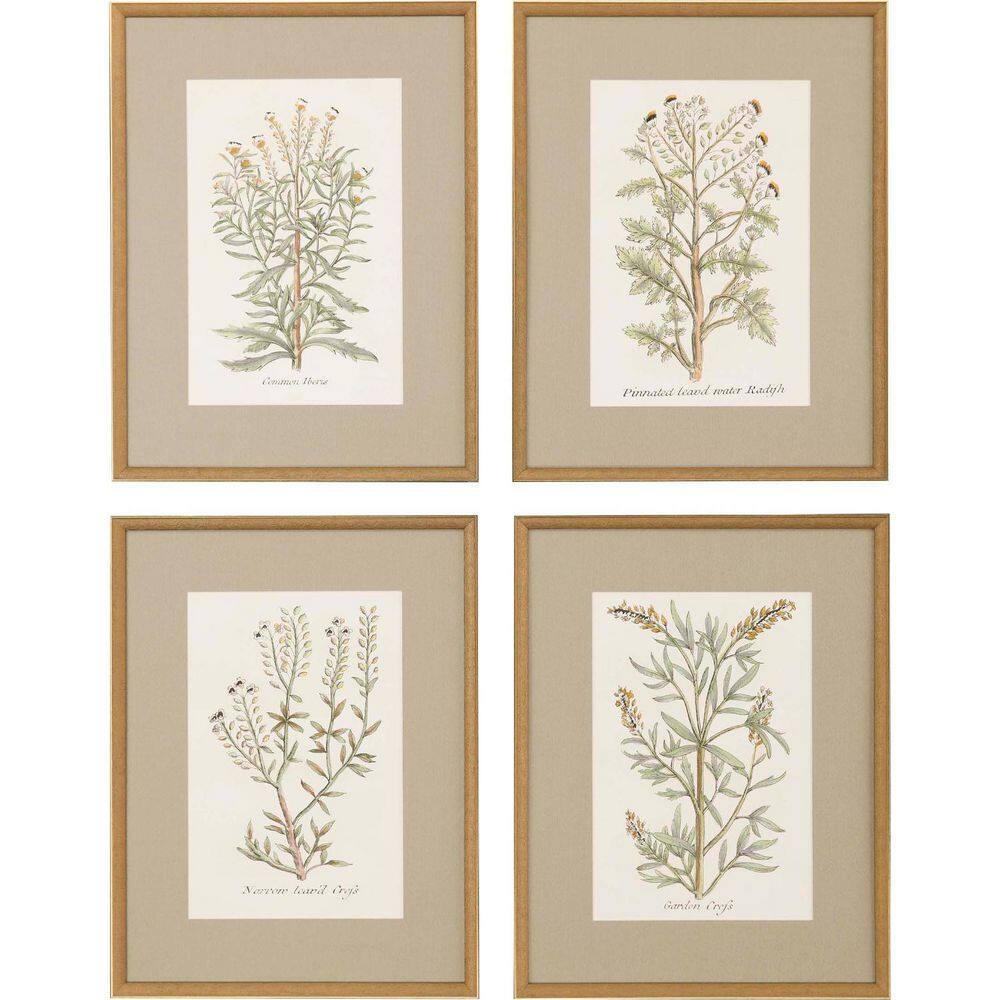 4 Piece Framed Graphic Print Plants & Flowers 26.00 in. x 20.00 in.
