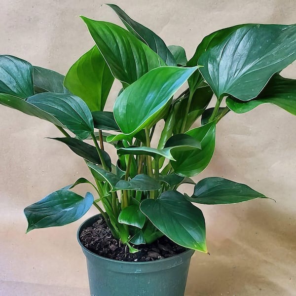 national PLANT NETWORK 6 in. Homalomena Emerald Gem Plant in