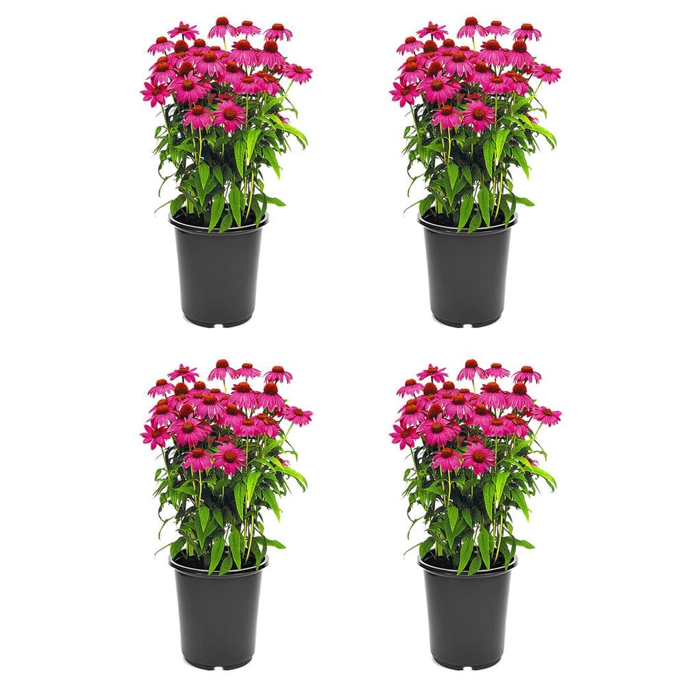 Perennial Echinacea Pow Wow Wildberry 2.5 qt. (4-Pack) 1292 - The