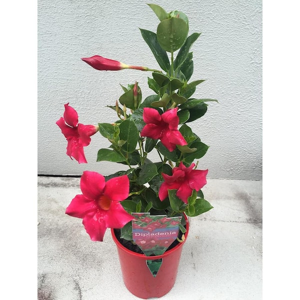 Wekiva Foliage Red Dipladenia Plant-Live Plant in a 6 in. Pot-Beautiful Flowering Easy Care Vine-Plants Shrub from Florida