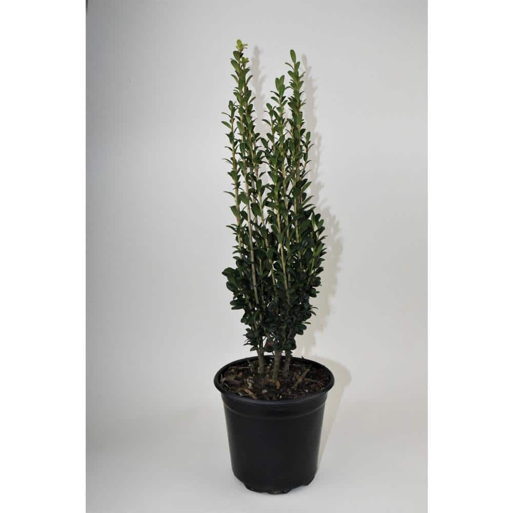 1G Holly Sky Pencil Shrub ILXSKYPEN1GL - The Home Depot