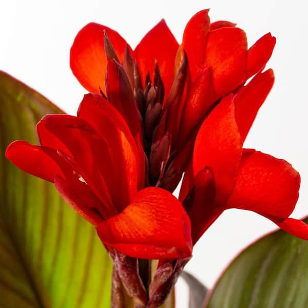 2 qt. Canna Lily Cannova Bronze Scarlet Red Perennial Plant (3-Pack)