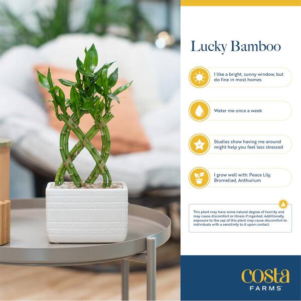 What Should You Know About The Lucky Bamboo Sticks?