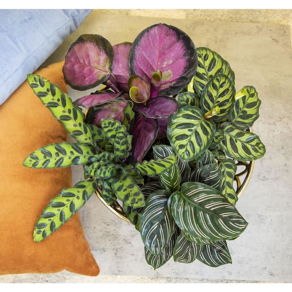 Calathea Pinstripe  Indoor House Plants Delivered to Y