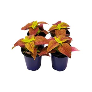 1.38 Pt. Coleus Plant Alabama Red/Yellow in 4.5 In. Grower's Pot (4-Plants)