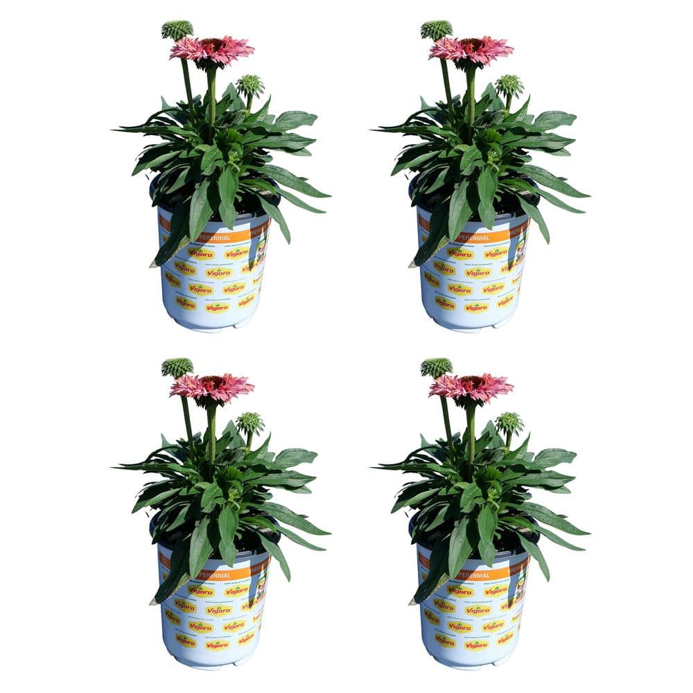 Vigoro 2.5 qt. Echinacea Sunseeker Rainbow Perennial Plant with