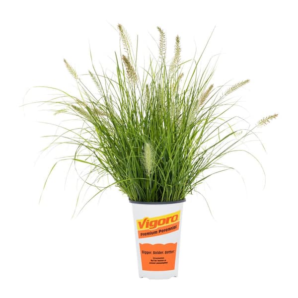 2 Qt. Purple Fountain Grass Pennisetum Hameln Plant with No Blossom Bulbs in Grower Pot