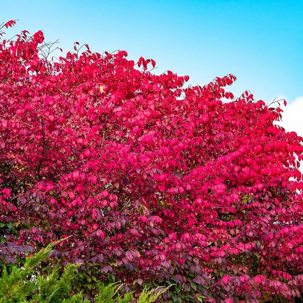 Bush de brunt ブラント morningout オリーブ Gardens Alive! Burning Bush (Euonymus), Live Bareroot Shrub, Green