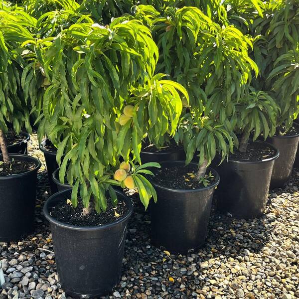 ピーチ⑤ Alder & Oak #5 container Pix Zee Mini Deciduous Peach Tree