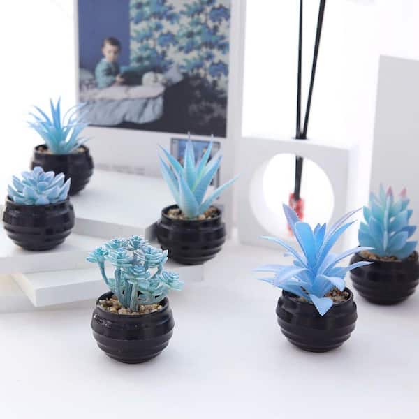 zz plant blossom ZZ Plant 6in