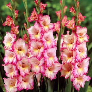 Gladiolus Large Flowering Priscilla (Set of 12 Bulbs)