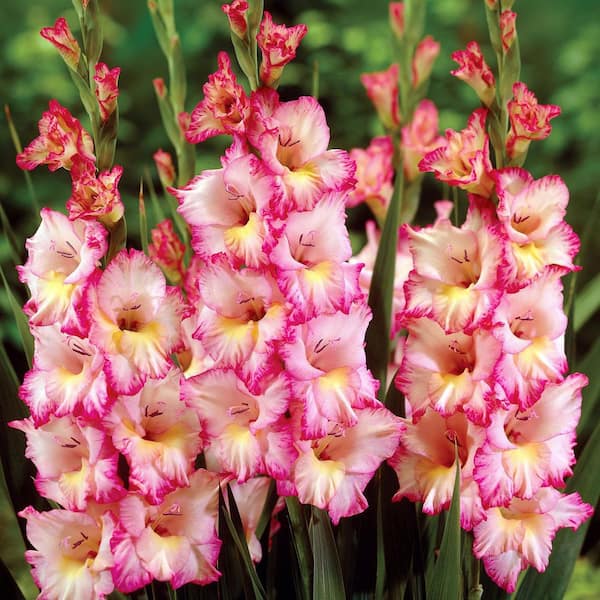 VAN ZYVERDEN Gladiolus Large Flowering Priscilla (Set of 12 Bulbs ...