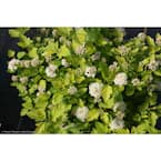 4.5 in. qt. Tiny Wine Gold Ninebark (Physocarpus) Live Shrub, Pink and White Flowers with Green and Yellow Foliage