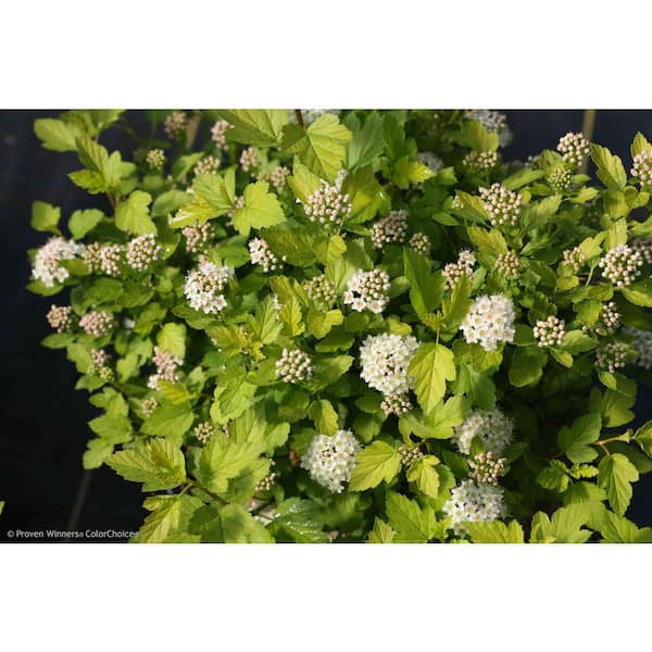 PROVEN WINNERS 4.5 in. qt. Tiny Wine Gold Ninebark (Physocarpus) Live Shrub, Pink and White Flowers with Green and Yellow Foliage