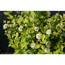 https://images.thdstatic.com/productImages/cae4c2e2-2419-408d-918c-6ef50f708f9d/svn/proven-winners-shrubs-hedges-phyprc1047800-64_65.jpg